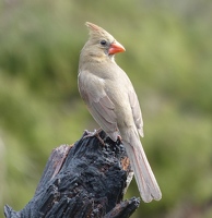 Cardinal